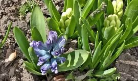 Весна в Троицких садах